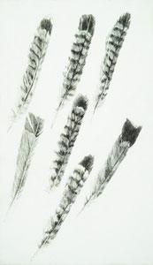 Seven Feathers | 1998 | 32 x 18.5 cm | Etching